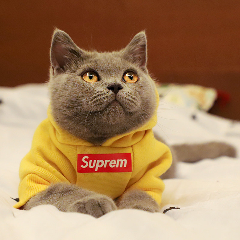 衣服宠物猫咪卫衣潮牌sup春秋薄绒泰迪女法斗狗宠物服装