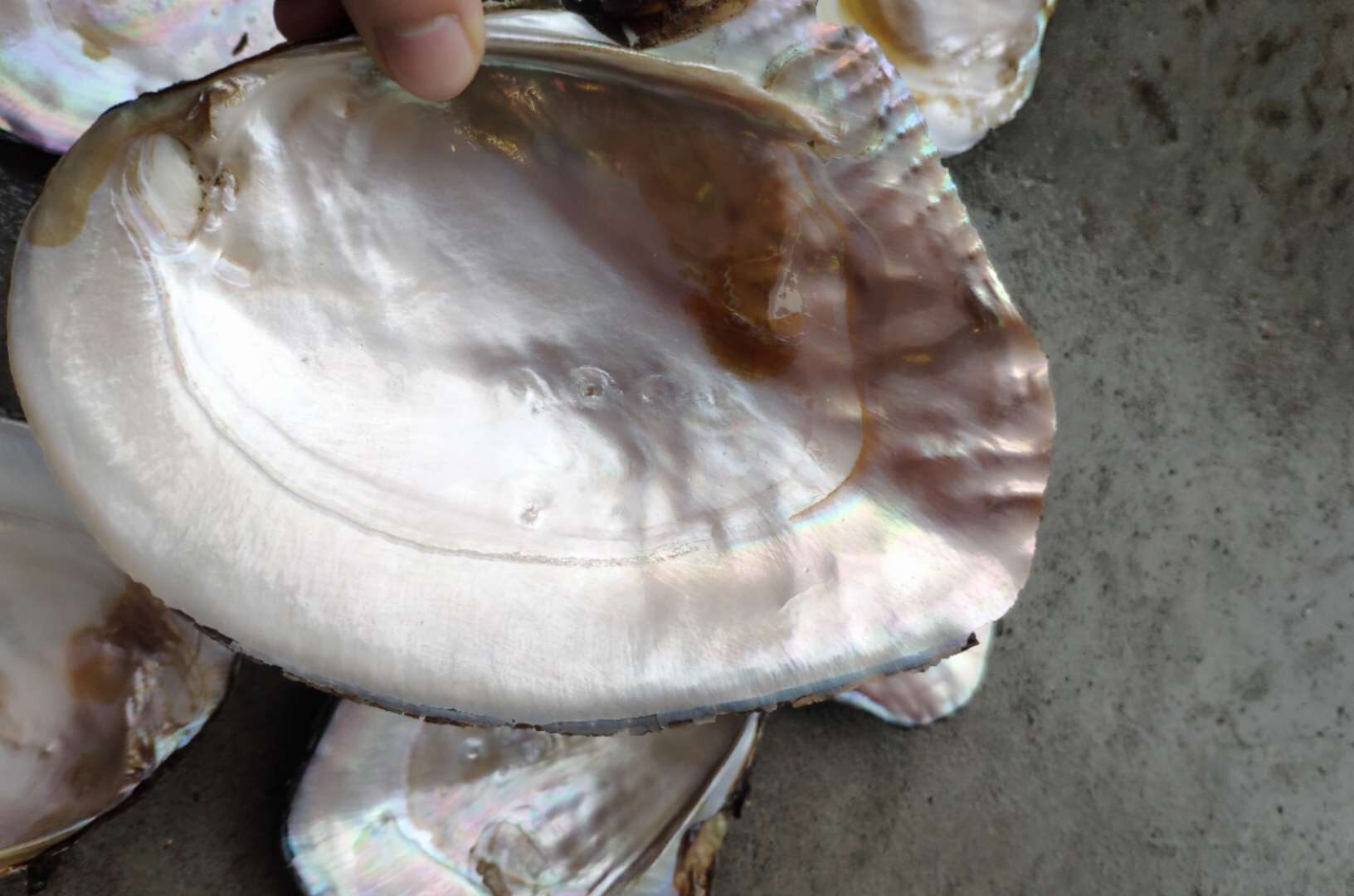 淡水珍珠大河蚌壳造景打磨抛光饰品贝壳工艺品diy原材料大量出售