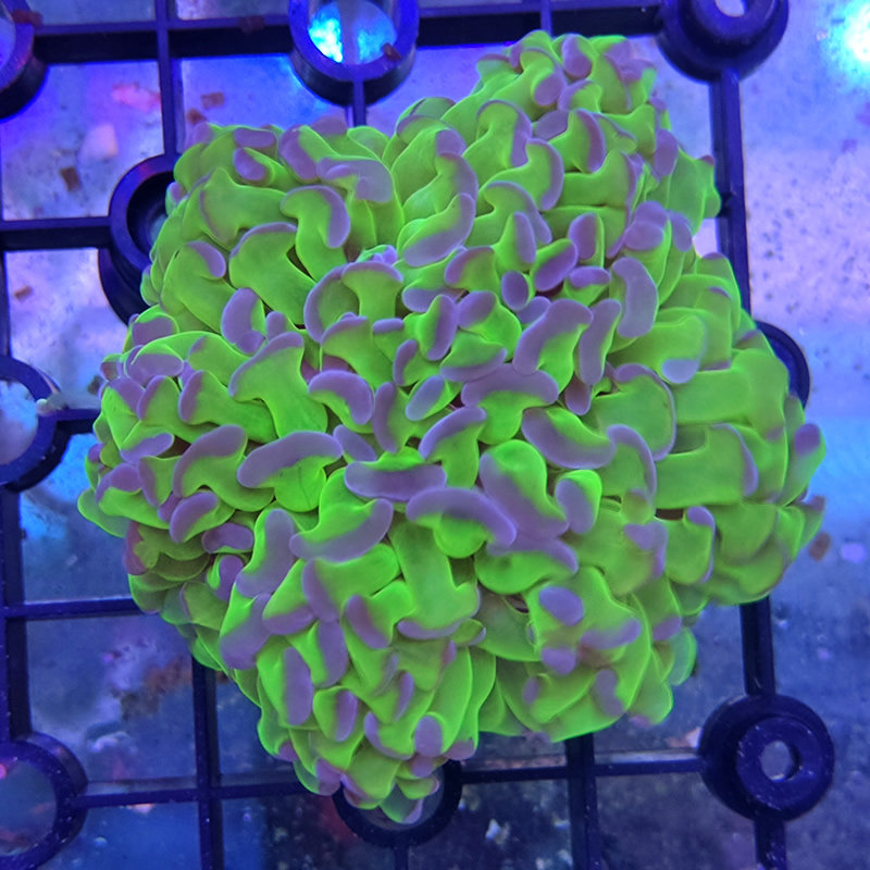 精品双色榔头珊瑚花瓶火柴头人人工lps软体其它水族宠物