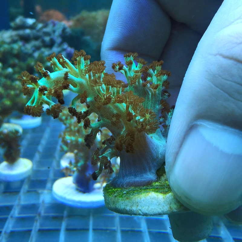 珊瑚麦穗圣诞树手指皮革活体人工新手试水软体其它水族宠物