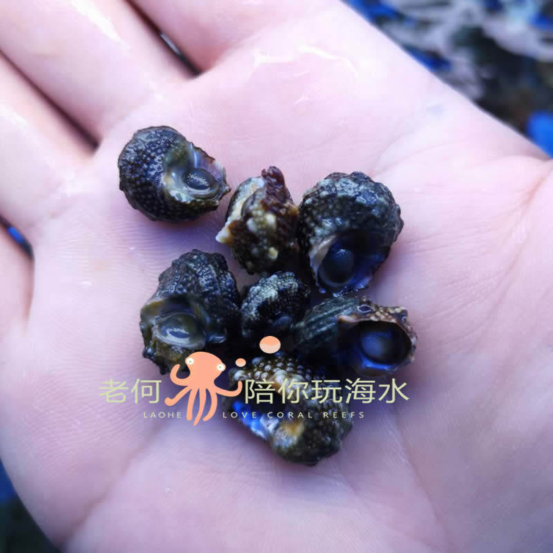 牛眼螺角蝾螺食藻螺海水缸鱼缸利器活体清洁螺