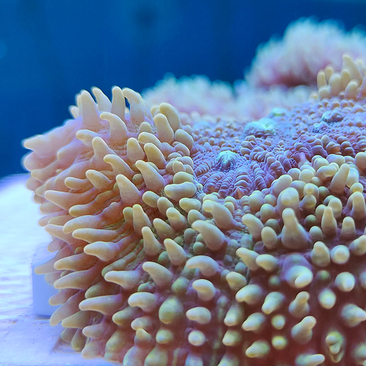 珊瑚黄金刺新手活体水缸海水易养试水软体多彩其它水族宠物