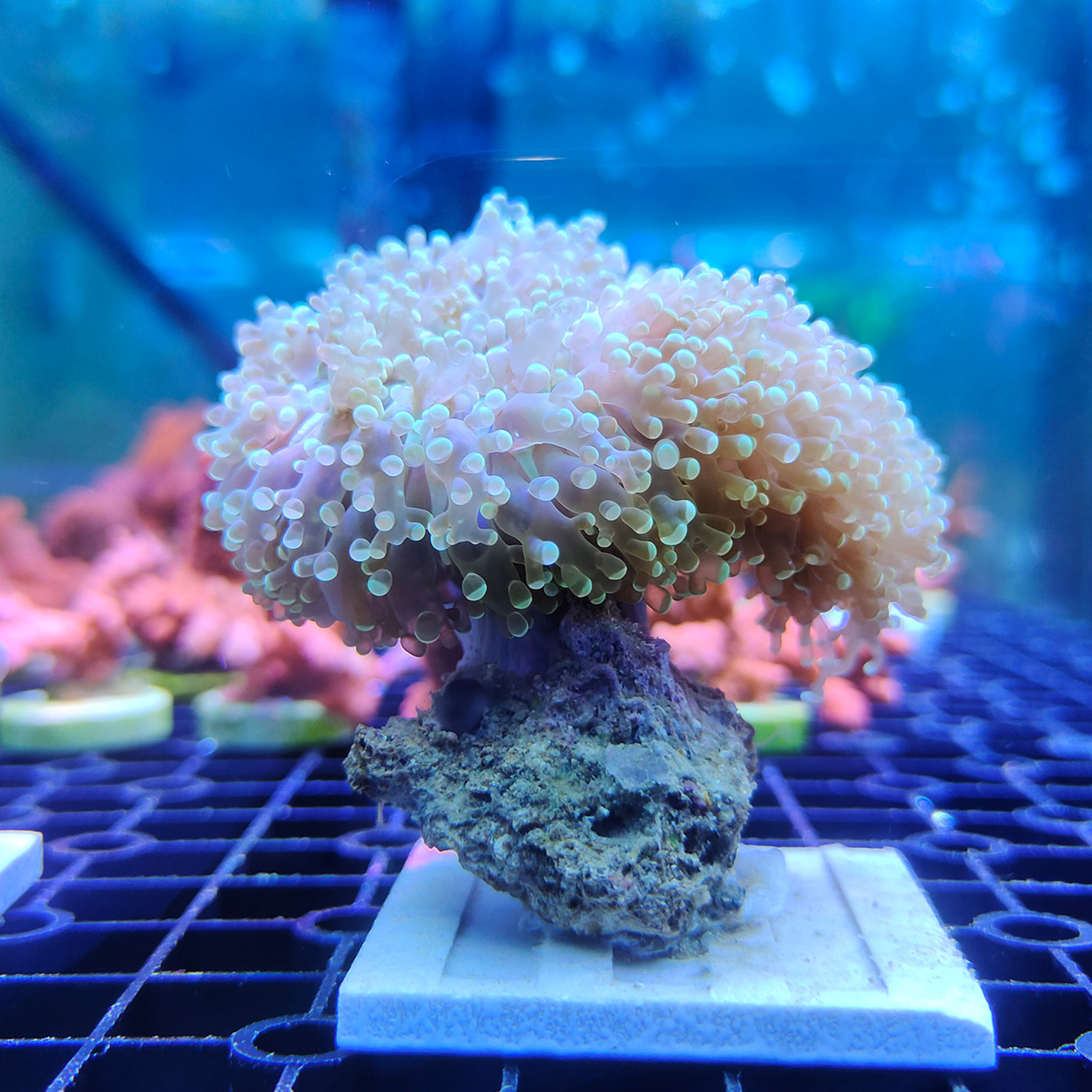 珊瑚精品花瓶蛙卵人工印尼lps软体活体海水缸其它水族宠物