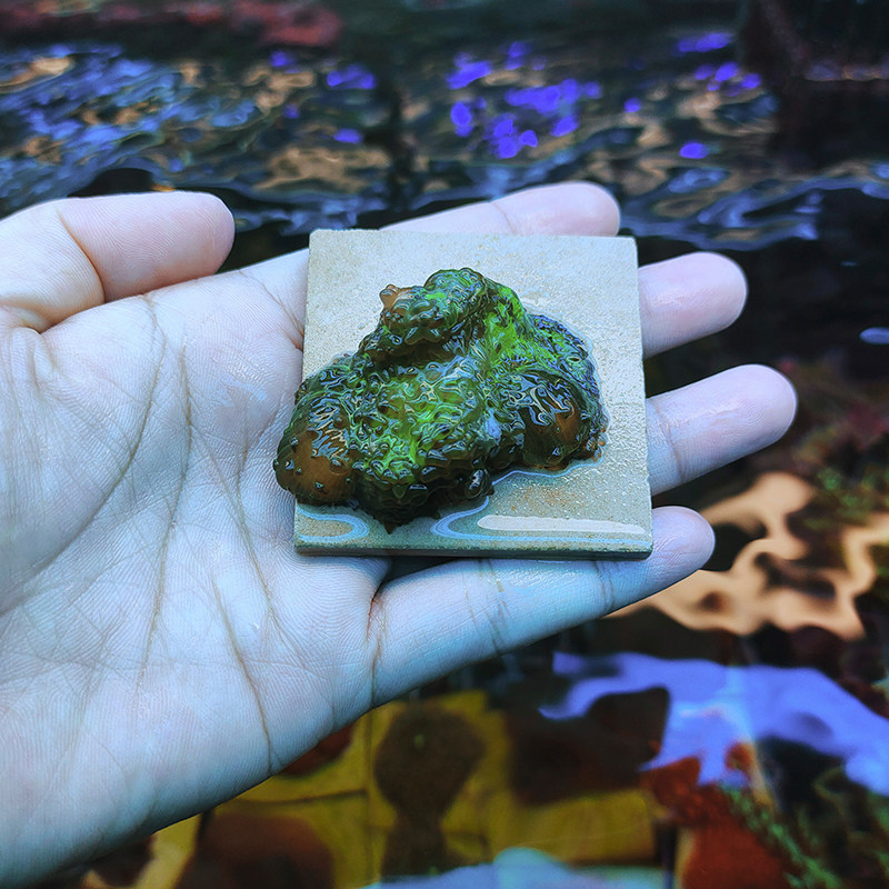 珊瑚虎耳菇象耳菇软体lps活体人工新手试水其它水族宠物