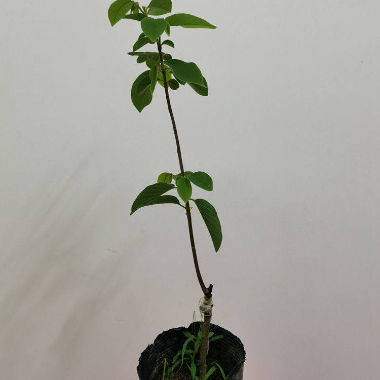 释迦林檎果苗新品盆栽佛陀果番荔枝四季佛头果树