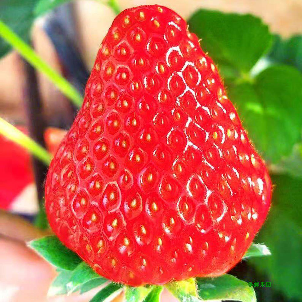 草莓新鲜丹东牛奶奶油当季水果莓果3斤顺丰草莓
