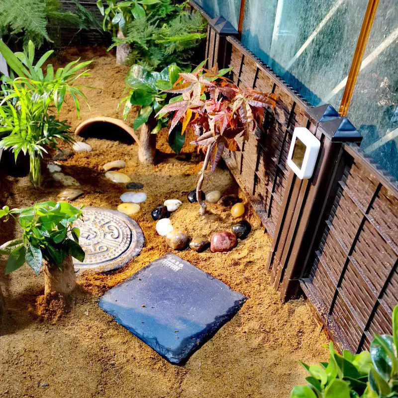 黄缘半水龟饲养繁殖生态造景雨林宠物陆龟水陆爬虫