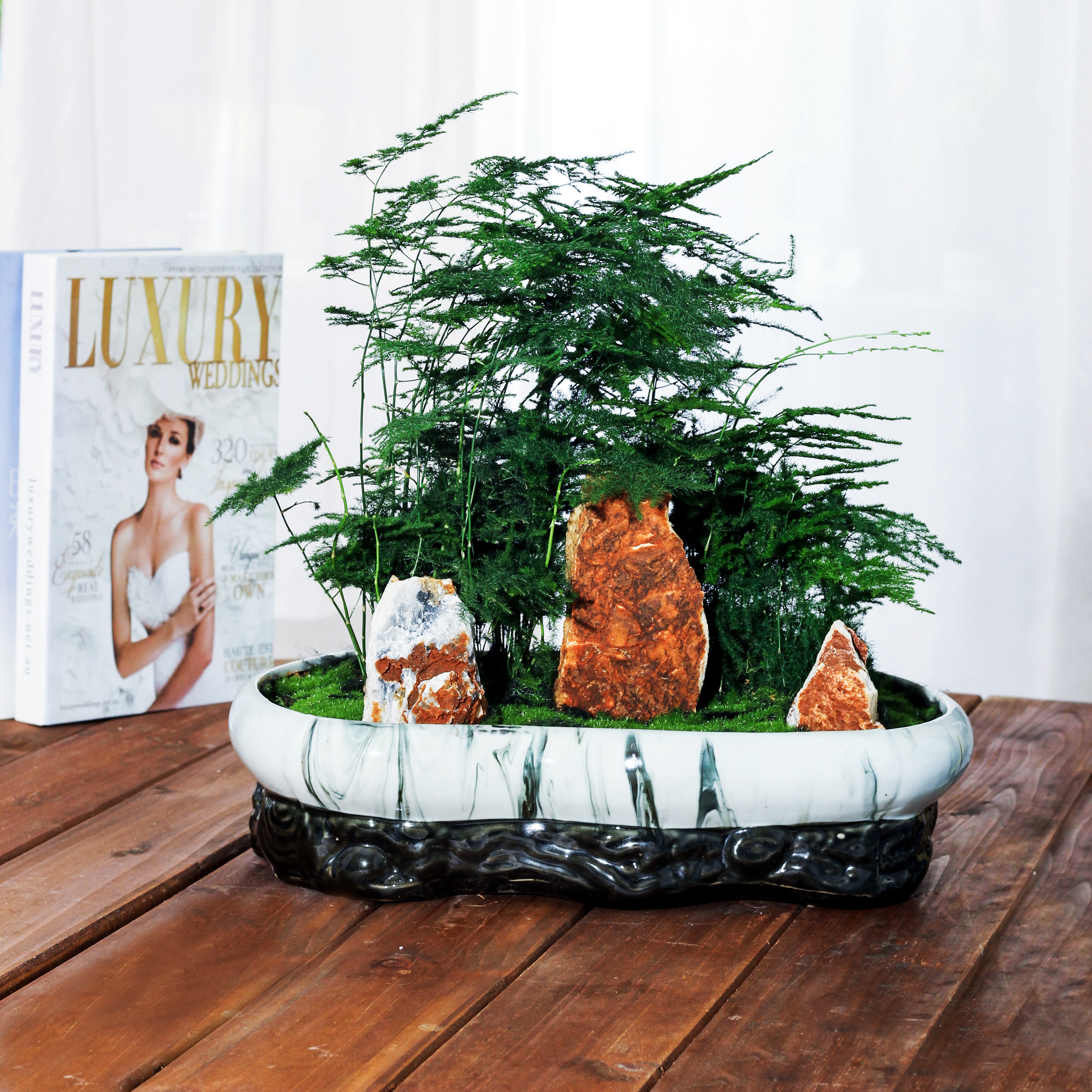 文竹盆景济南风月园艺花卉盆栽年宵送货上门办公室绿植