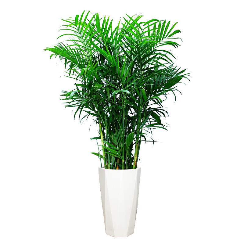 夏威夷椰子济南风月园艺花卉盆栽绿植送货上门甲醛大型绿植