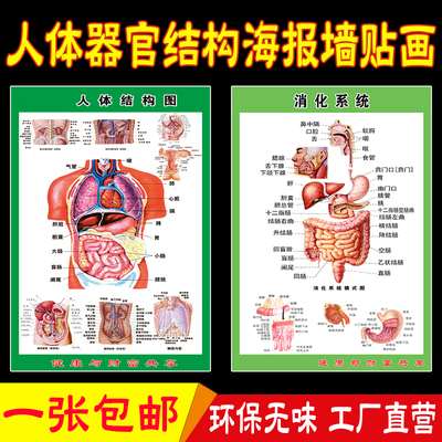 人体全身心血管系统示意图墙壁大挂画器官血管分布海报贴画写真