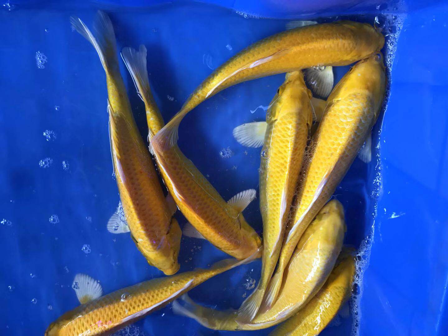 黄金锦鲤活体大王鱼食饲料精品龙凤德系秋翠鱼