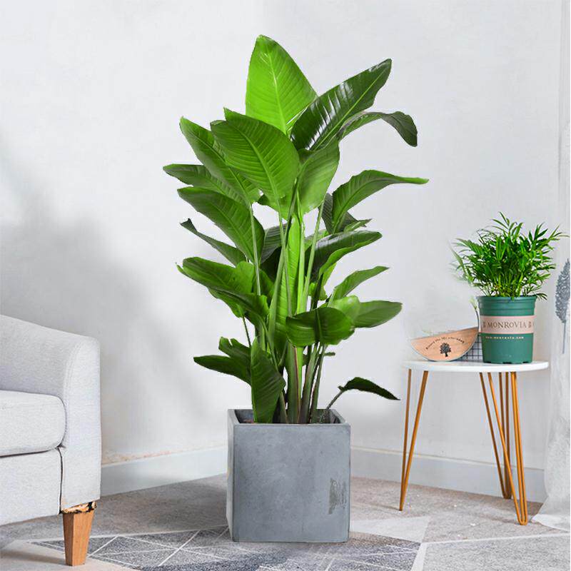 天堂鸟盆栽鹤望兰大型办公室植物家居客厅甲醛北欧大型绿植