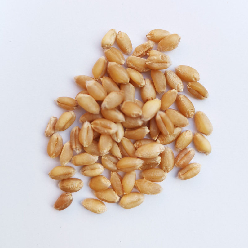 小麦麦粒新鲜发芽猫草麦芽糖酿酒鸽子药引种子其它粮食