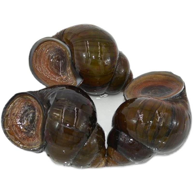 螺蛳特大海鲜4斤田螺新鲜活体包活泥粉鲜活石泥螺