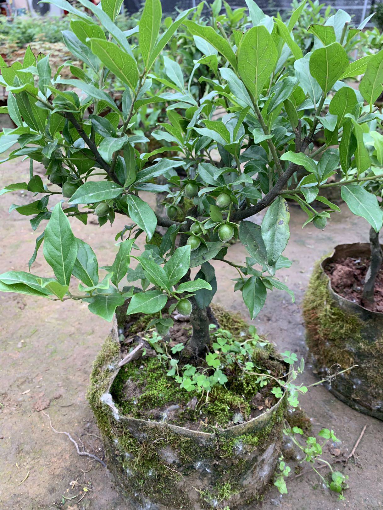 弹子小苗金弹子金单苗金盆景绕弯造型挂果时令草本花卉