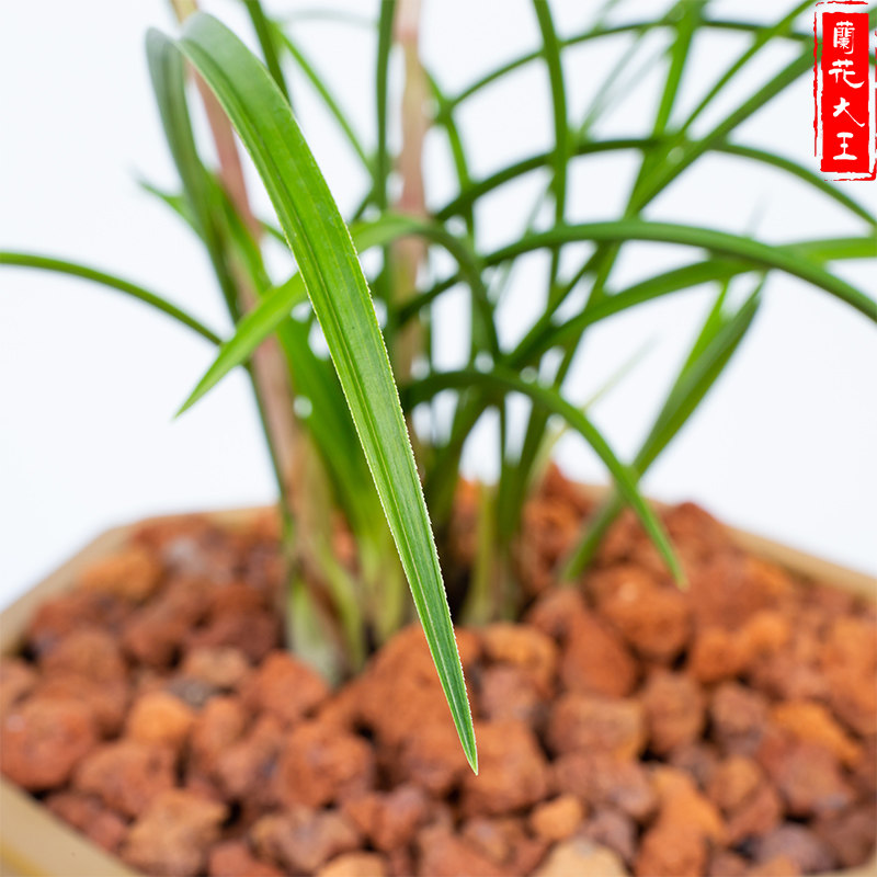 日本春兰细叶矮种墨兰四季兰花花苗建兰苗莲瓣花卉