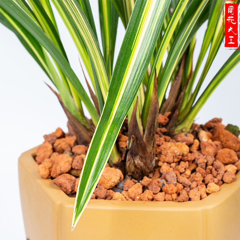 兰花宇宙墨兰宽叶大王四季花苗名贵殿中艺浓时令草本花卉