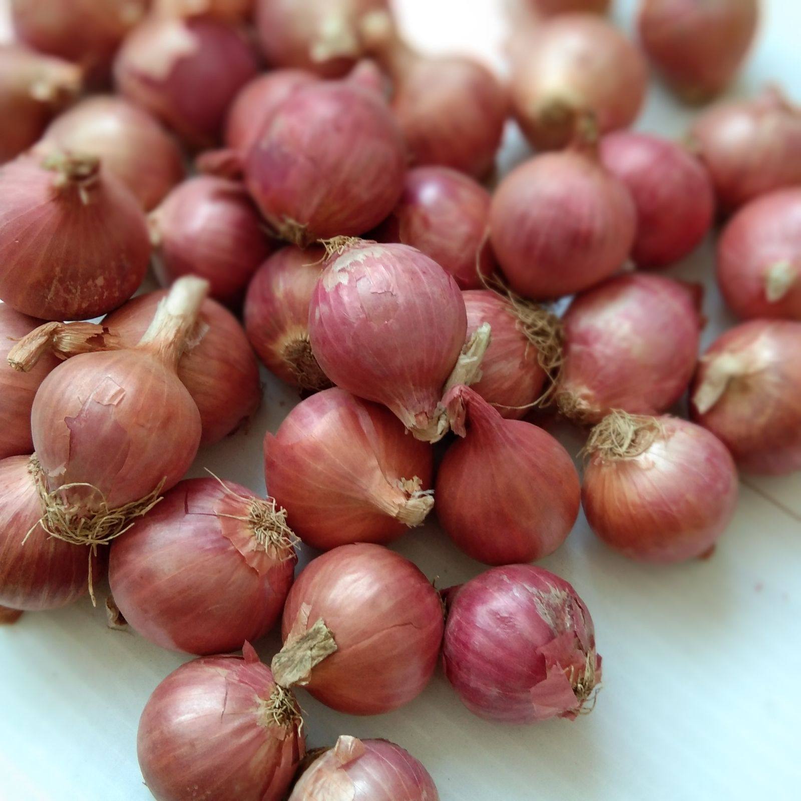 葱头特香调味5斤装单粒红葱头珠葱小毛熬葱广东其它