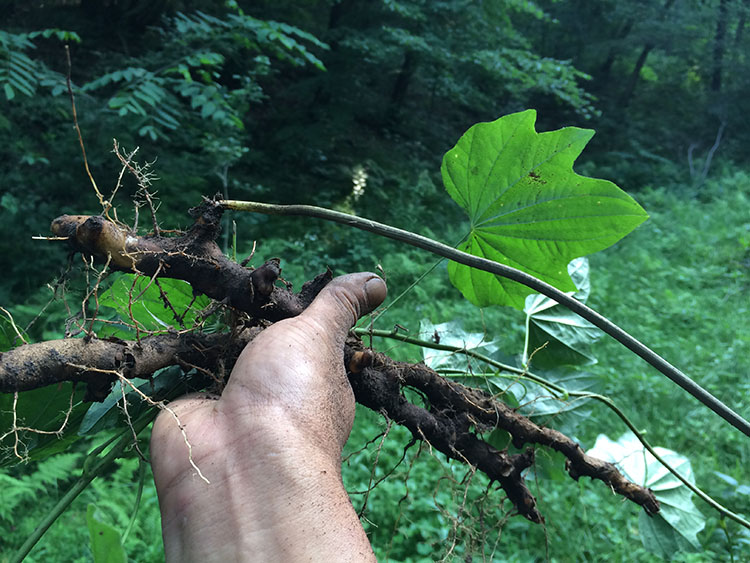 1斤装500g东北吉林长白山野生穿地龙穿龙骨穿山龙(左家山特产)