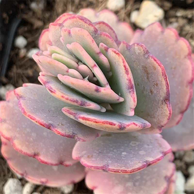 吊钟蝴蝶蝶之舞锦多植物不死死鸟易爆群生萌肉多肉植物