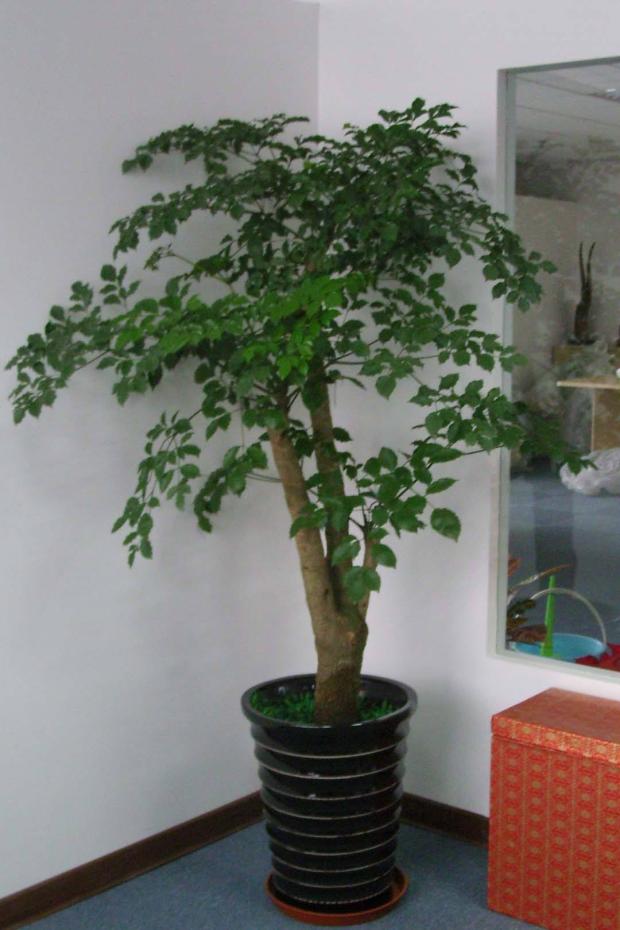 盆栽绿植租摆幸福树办公室室内客厅大型花卉植物大型绿植