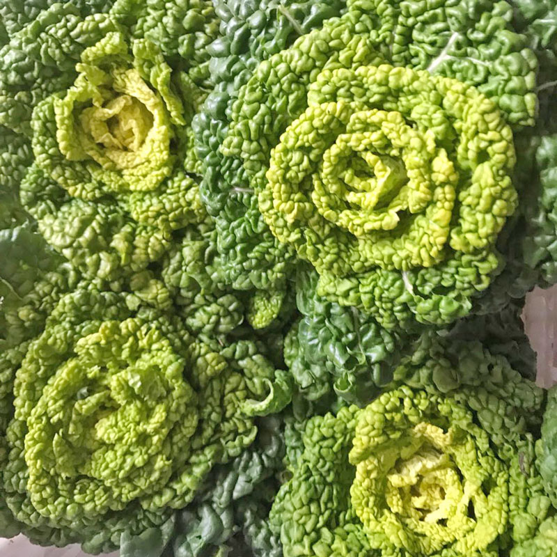 白菜黄心乌塌菜新鲜黄心菜青菜黑白黄心卷心菜黄窝窝叶菜类