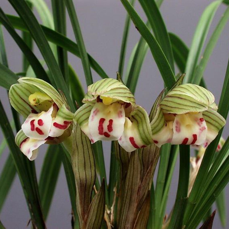 飞鹏兰艺真品花卉小盆盆栽兰花春兰奇花珍蝶花卉