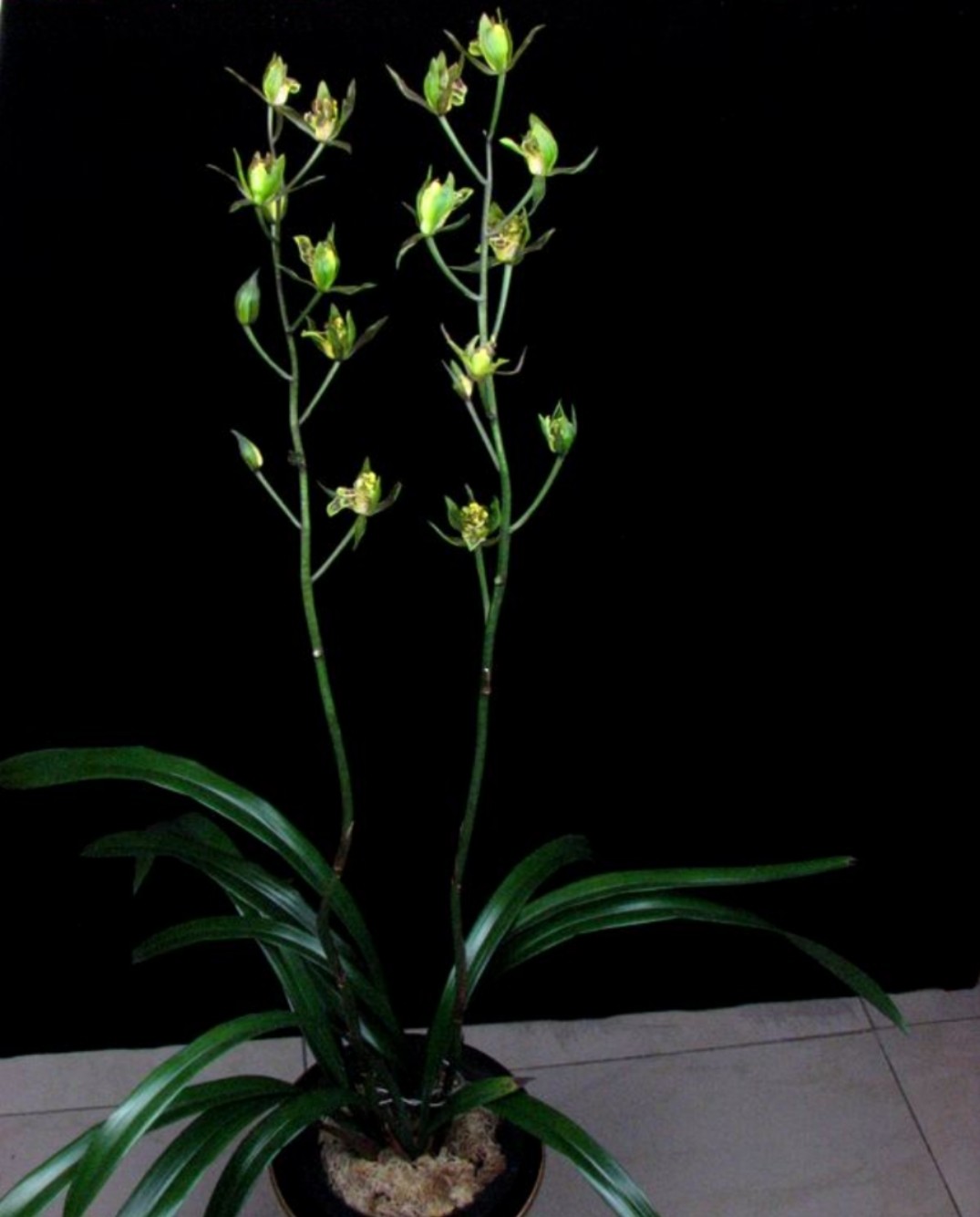 兰花花苗墨兰珠海渔女传统十大奇花品种多舌多国兰