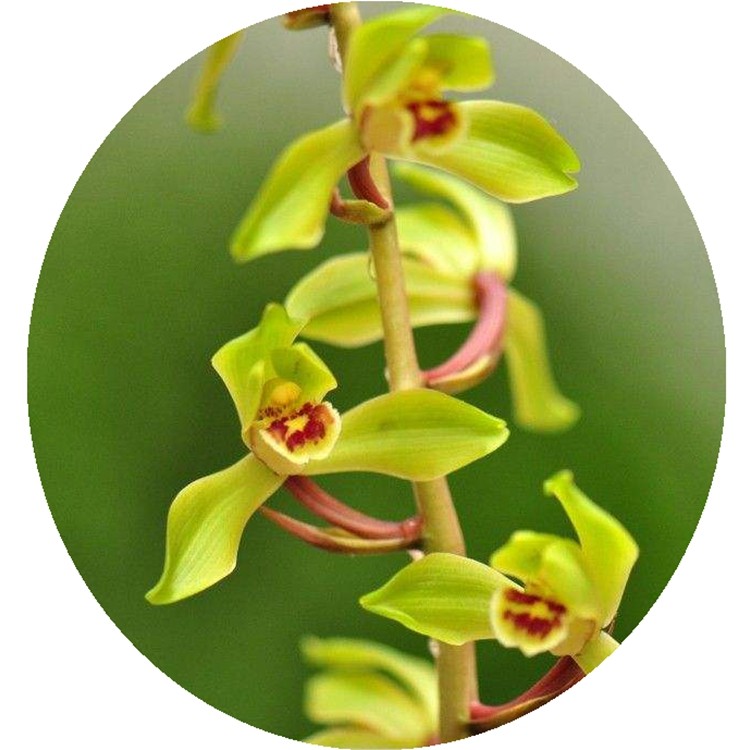 兰花花苗蕙兰郑孝荷荷瓣老种自然养殖阳台庭院绿植