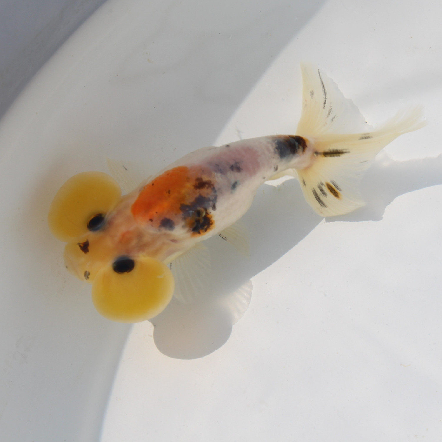 水泡金鱼活鱼精品五花龙眼黑色红色包活好冷水鱼