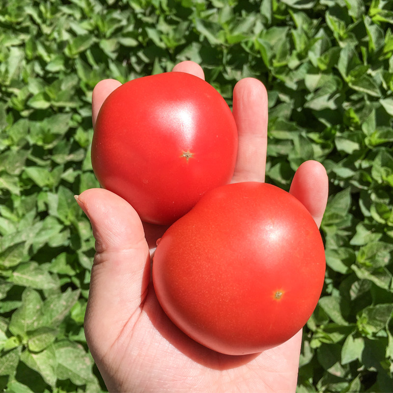 东北小西西红柿5斤装包酸甜特产品种生吃番茄番茄