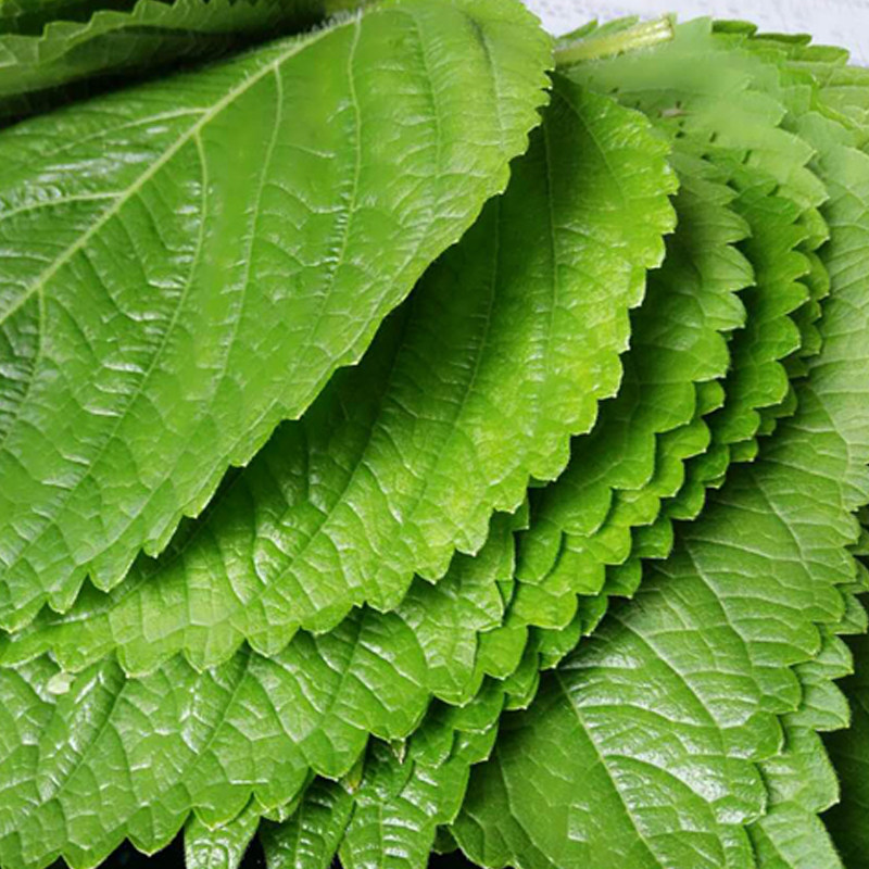 新鲜日式500g菜叶紫苏蔬菜绿色料理叶日式苏子叶其它