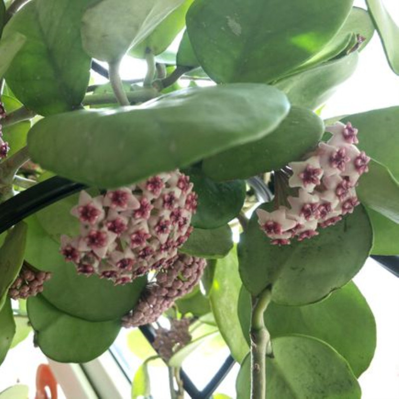 球兰镜叶hoyaobovata大盆室内盆栽花卉绿叶耐寒时令草本花卉