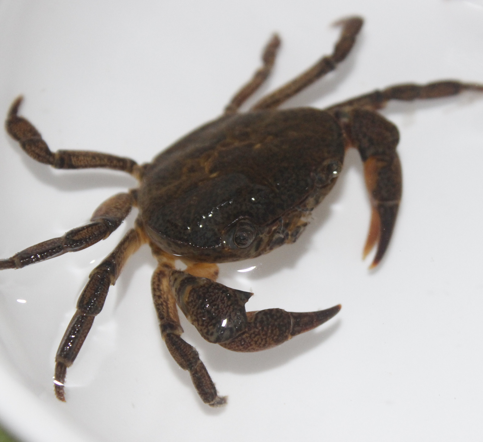 螃蟹溪流鲜活观赏深水冷水山淡水原生水陆儿童蟹