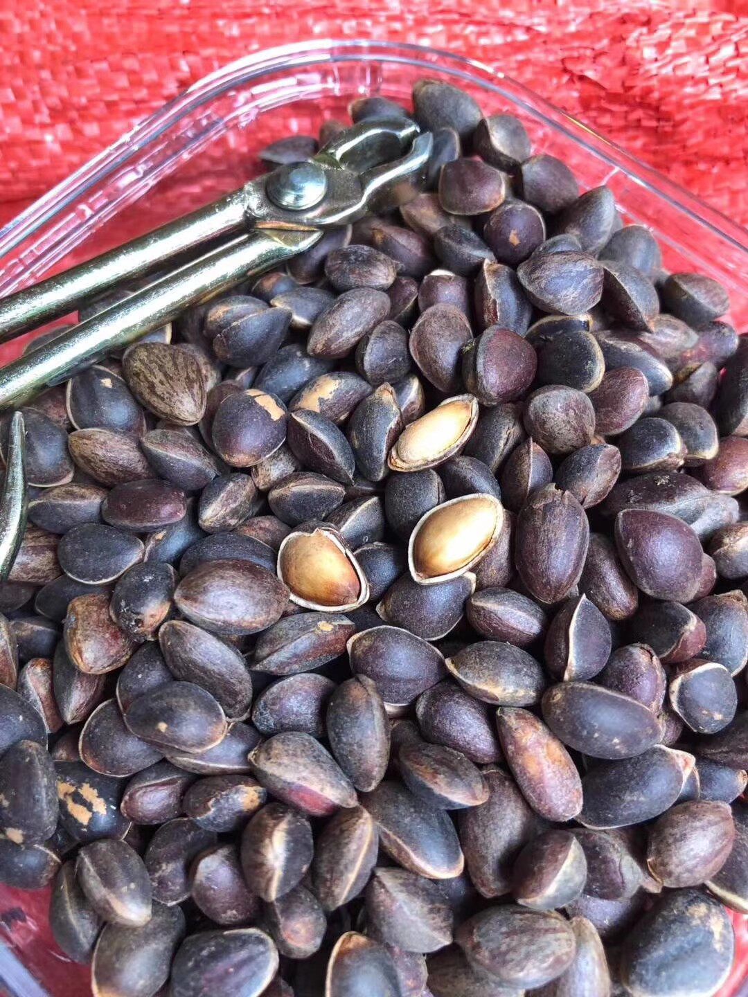 特产腾冲包邮松子马尾松野生火烧500克云南德宏橙