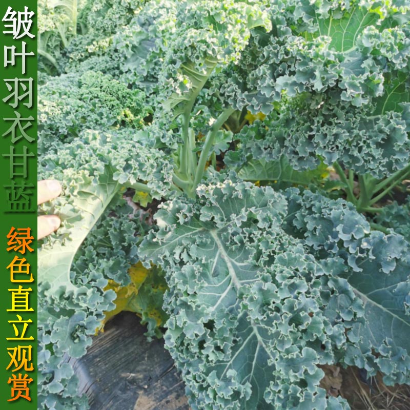 荷兰引进羽衣甘蓝种子皱叶特色蔬菜高端四季盆栽家庭园艺种子