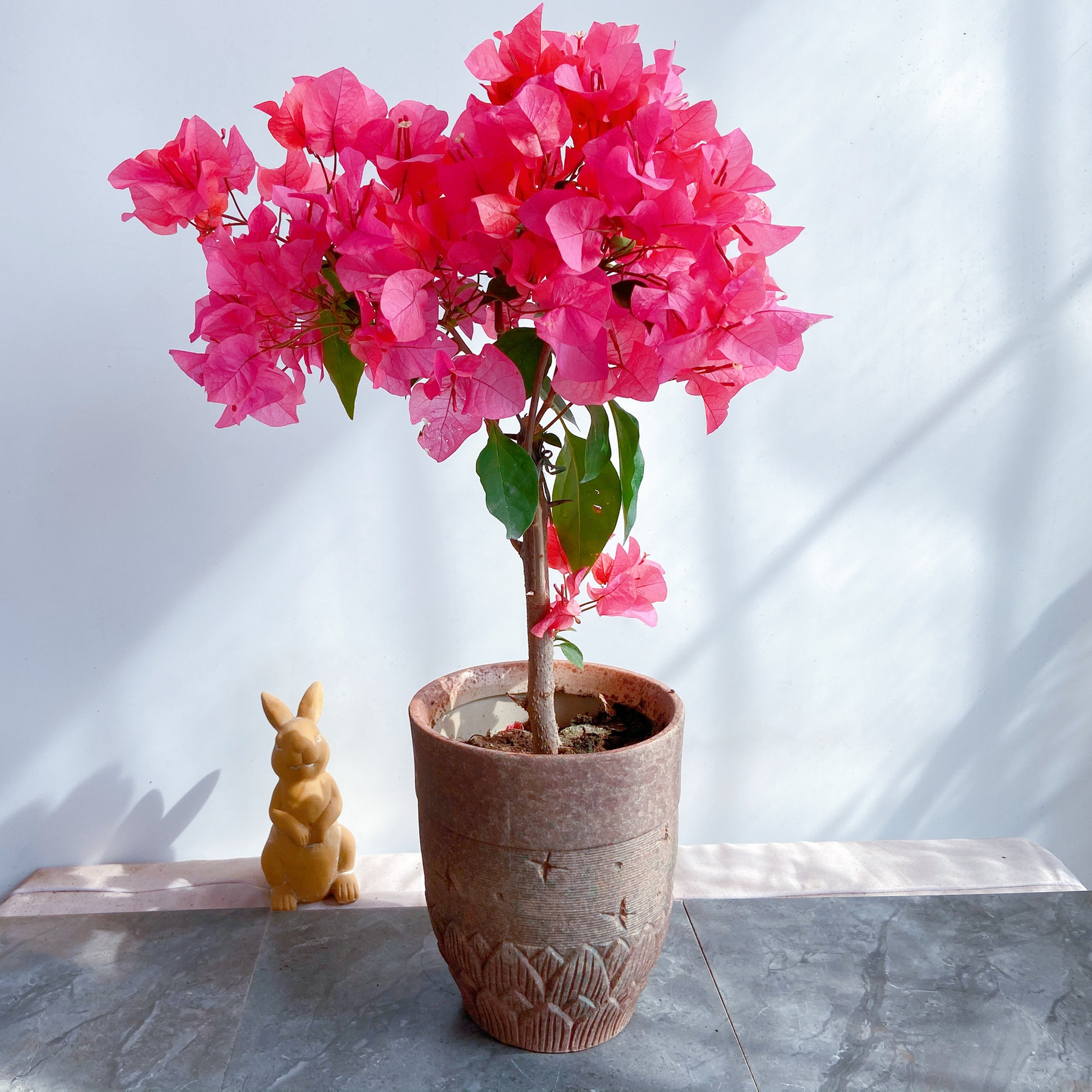 三角开花植物室外花卉盆栽绿植北京送货上门观花时令草本花卉