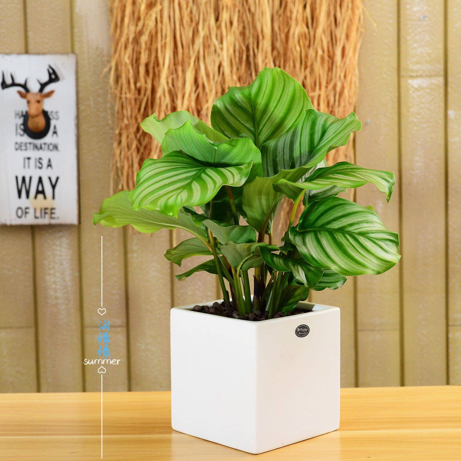 绿植青苹果茱萸中型小型办公室桌面小盆盆栽花卉绿植