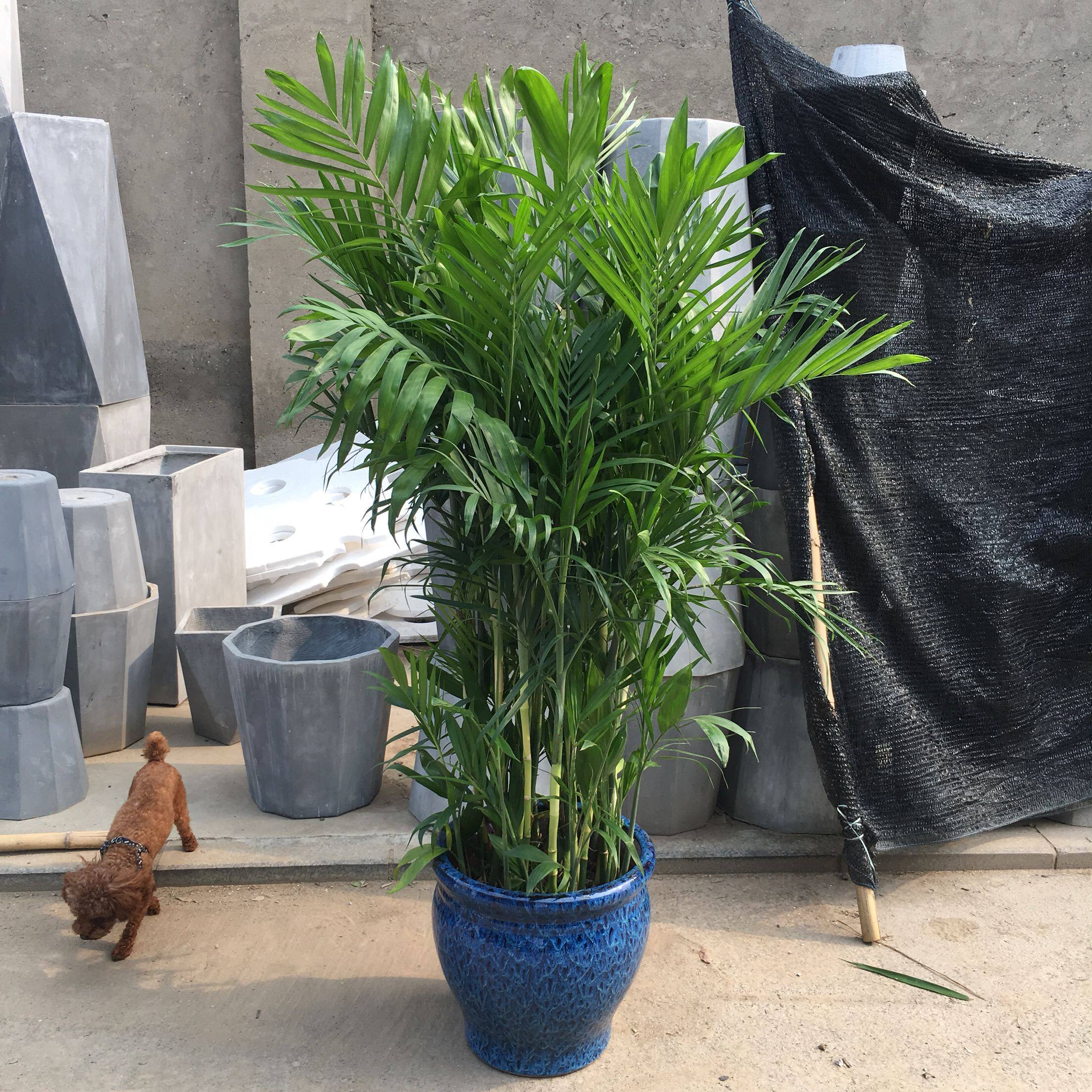 花卉夏威夷椰子凤尾绿植北京送货上门盆栽净化空气甲醛绿植