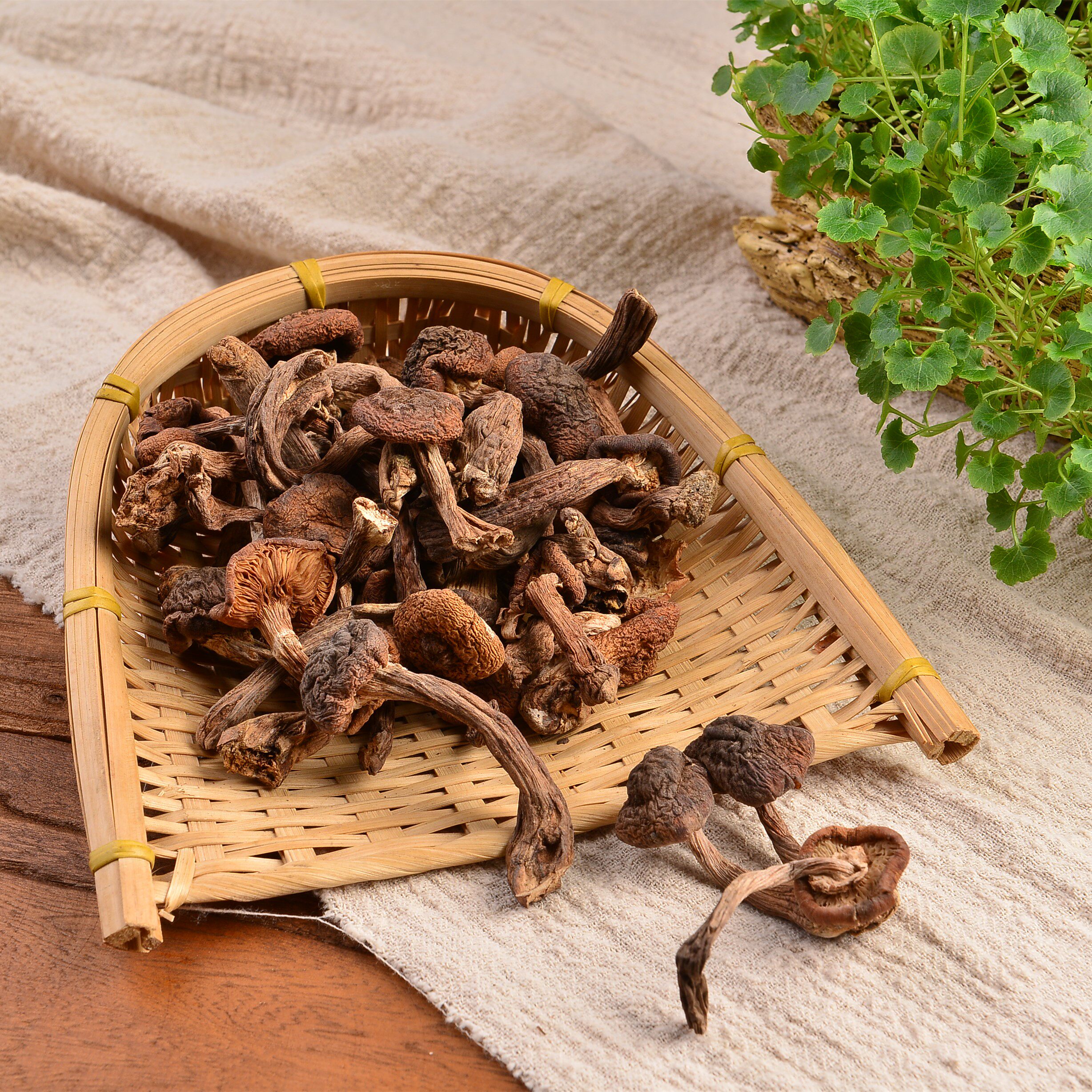 新货东鼻 生榛蘑榛磨丁小鸡炖蘑菇干货食用菌山货特产
