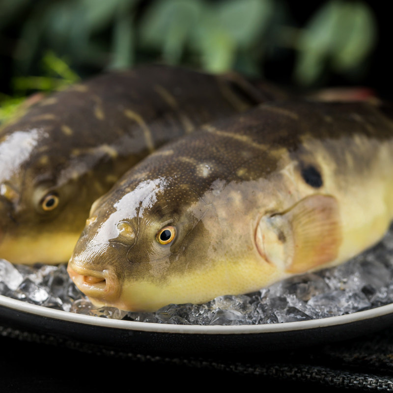 【易果生鲜】中洋河豚河豚鱼(暗纹东方鲀)150g 河鲜