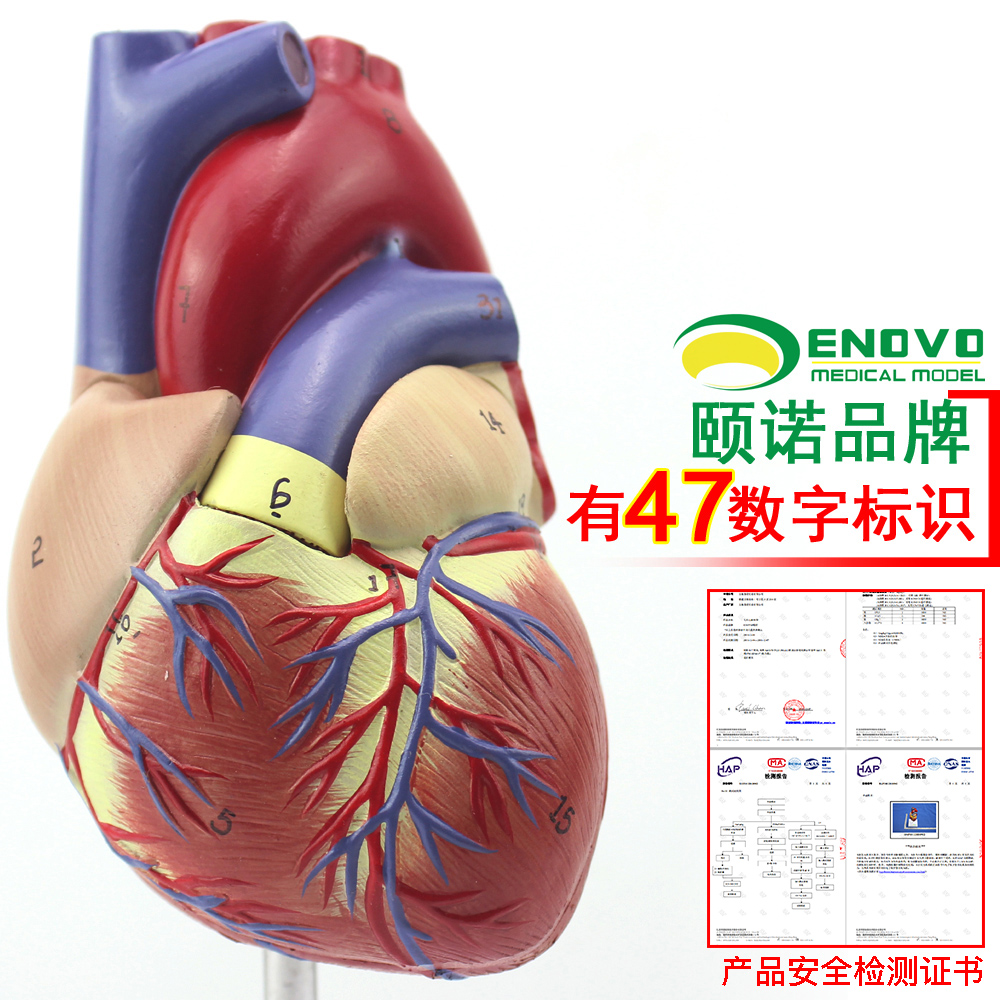 心脏模型enovo解剖学习心外科循环血液心血管冠状动脉教学仪器