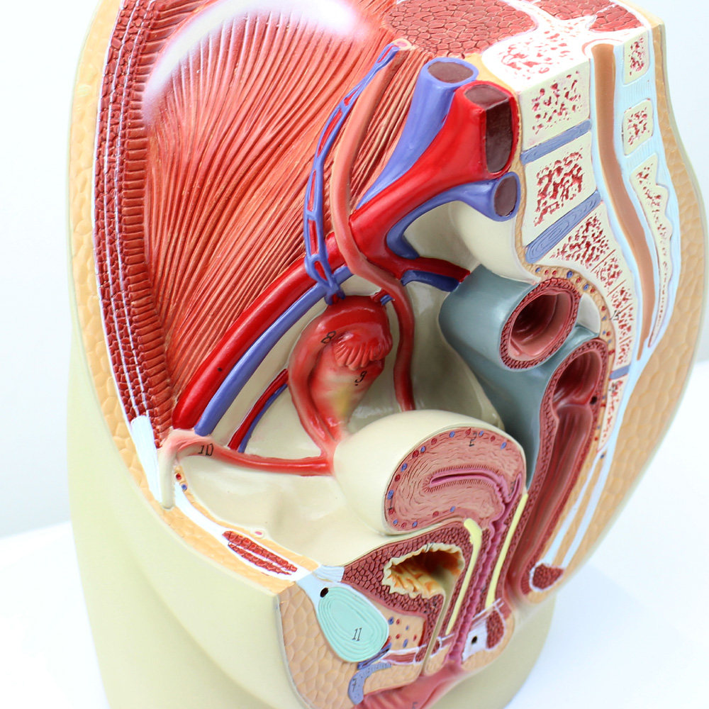 模型女性enovo医学器官内外计划生育教学盆底骨盆教学标本