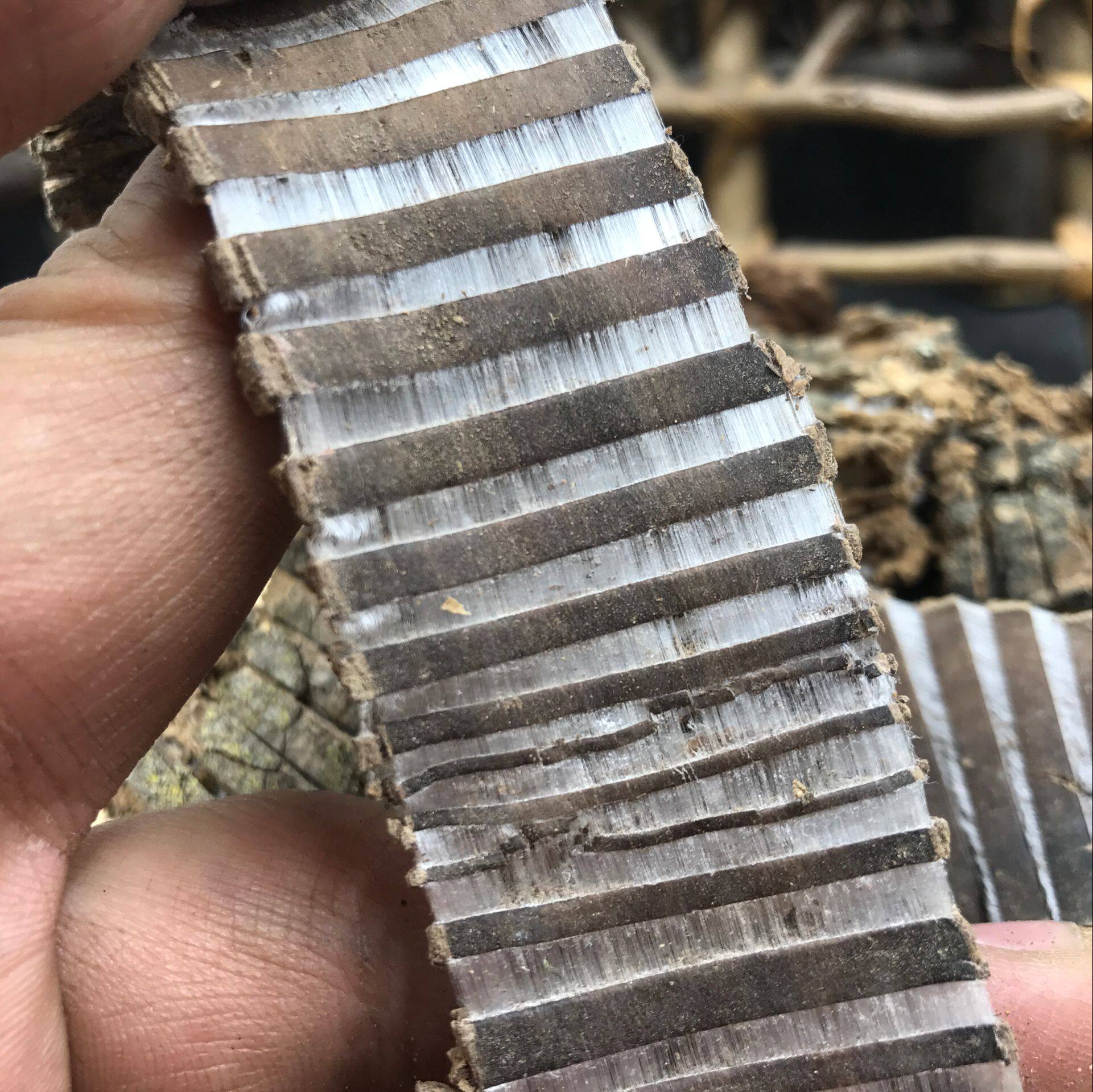 杜仲思仲500克丝棉野生泡酒中药材供应杜仲