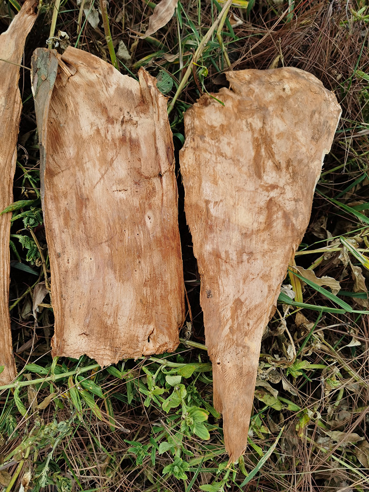 广西金秀大瑶山红豆杉中药材南方紫杉醇包500g其他药食同源食品