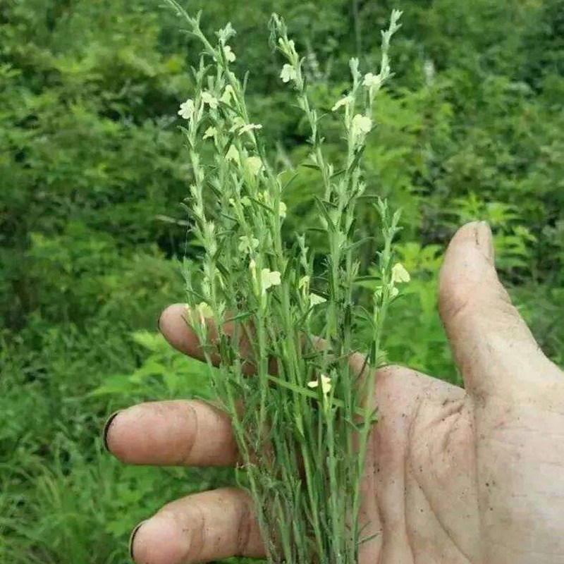 广西金秀独角金草干品货独脚金疳积野生汤包新鲜其他药食同源食品
