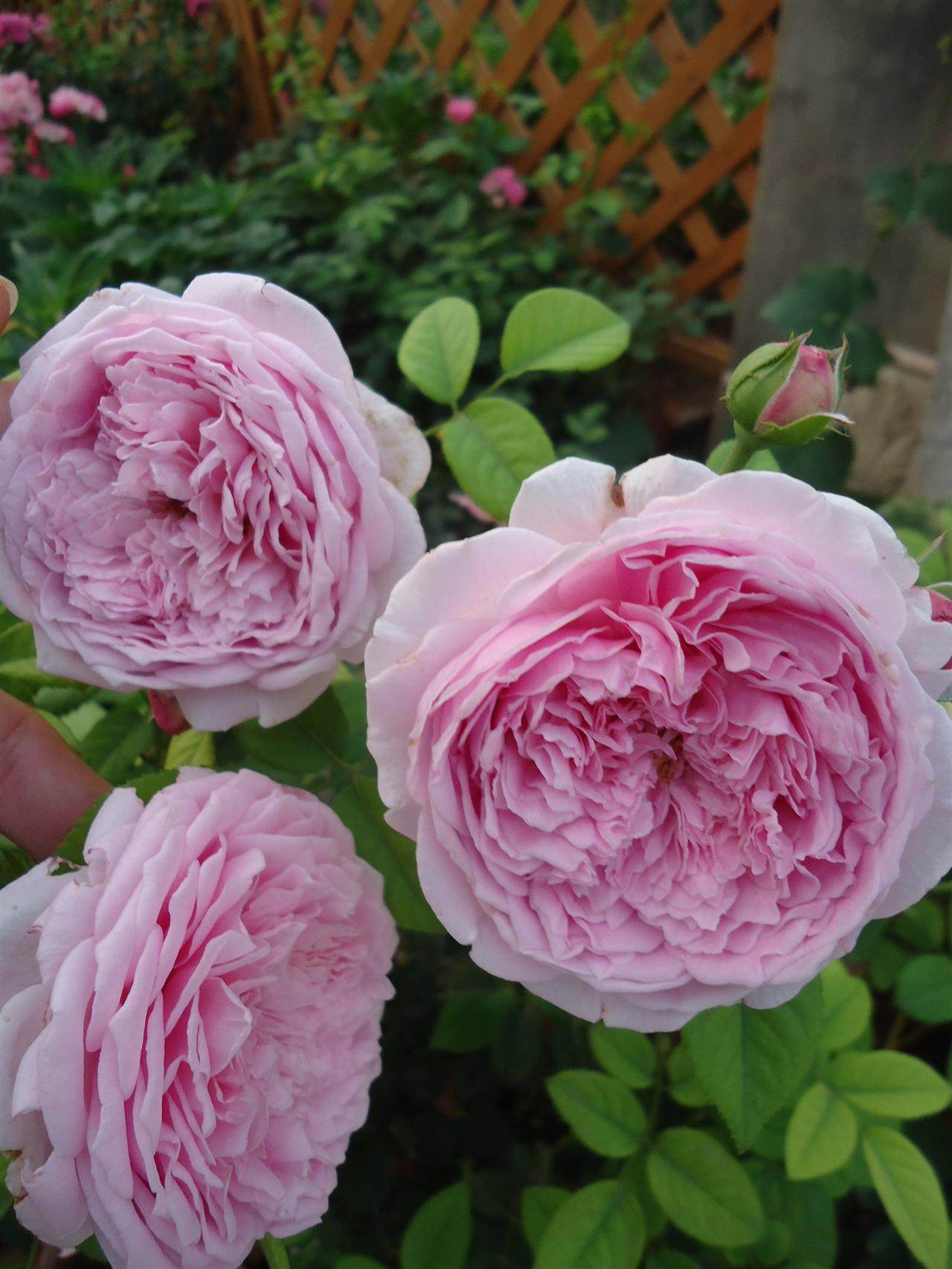 自由精神香味多头藤本月季奥斯丁四季开花庭院别墅时令草本花卉