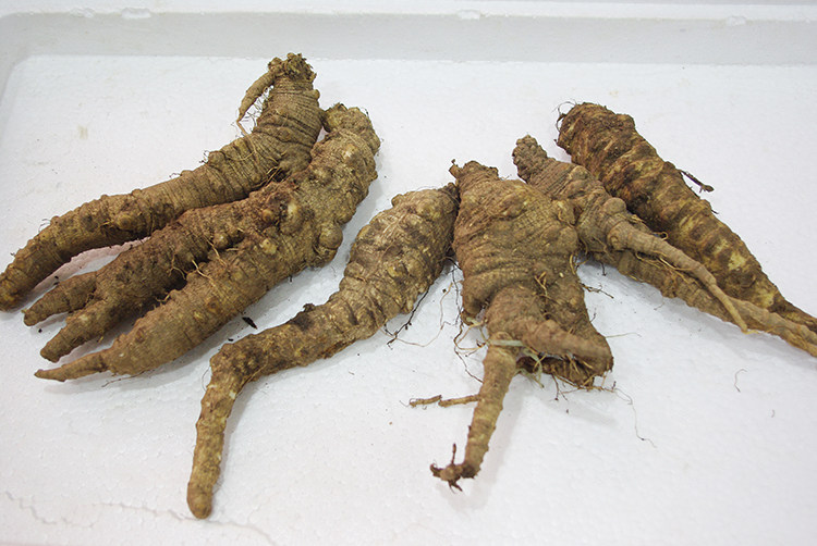 沙参长白山东北特产包邮野生桔梗2018新鲜北沙参