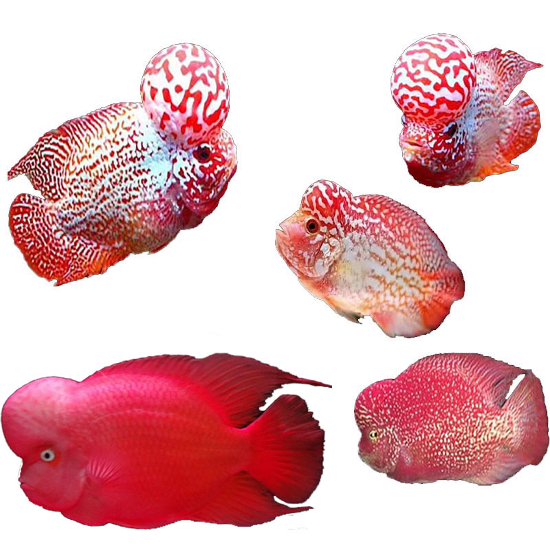 火凤罗汉鱼小苗活体泰国进口精品爆头观赏成鱼包邮鱼