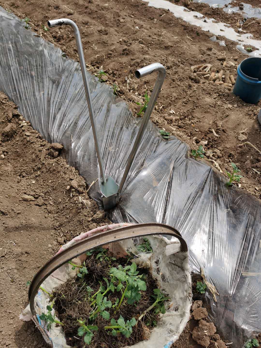 栽苗器移苗器万能种辣椒苗神器移植器蔬菜农用工具手动种菜移栽器